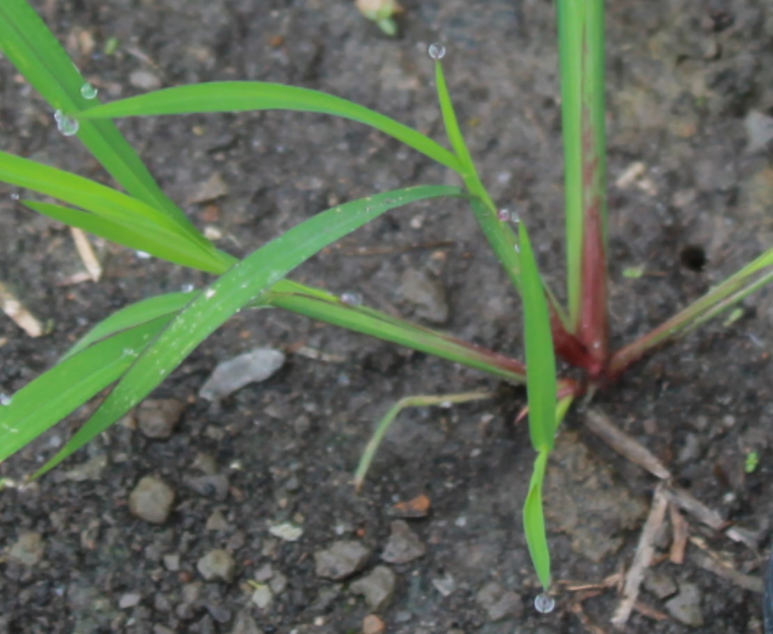 Red coloring on leaves and stemspng